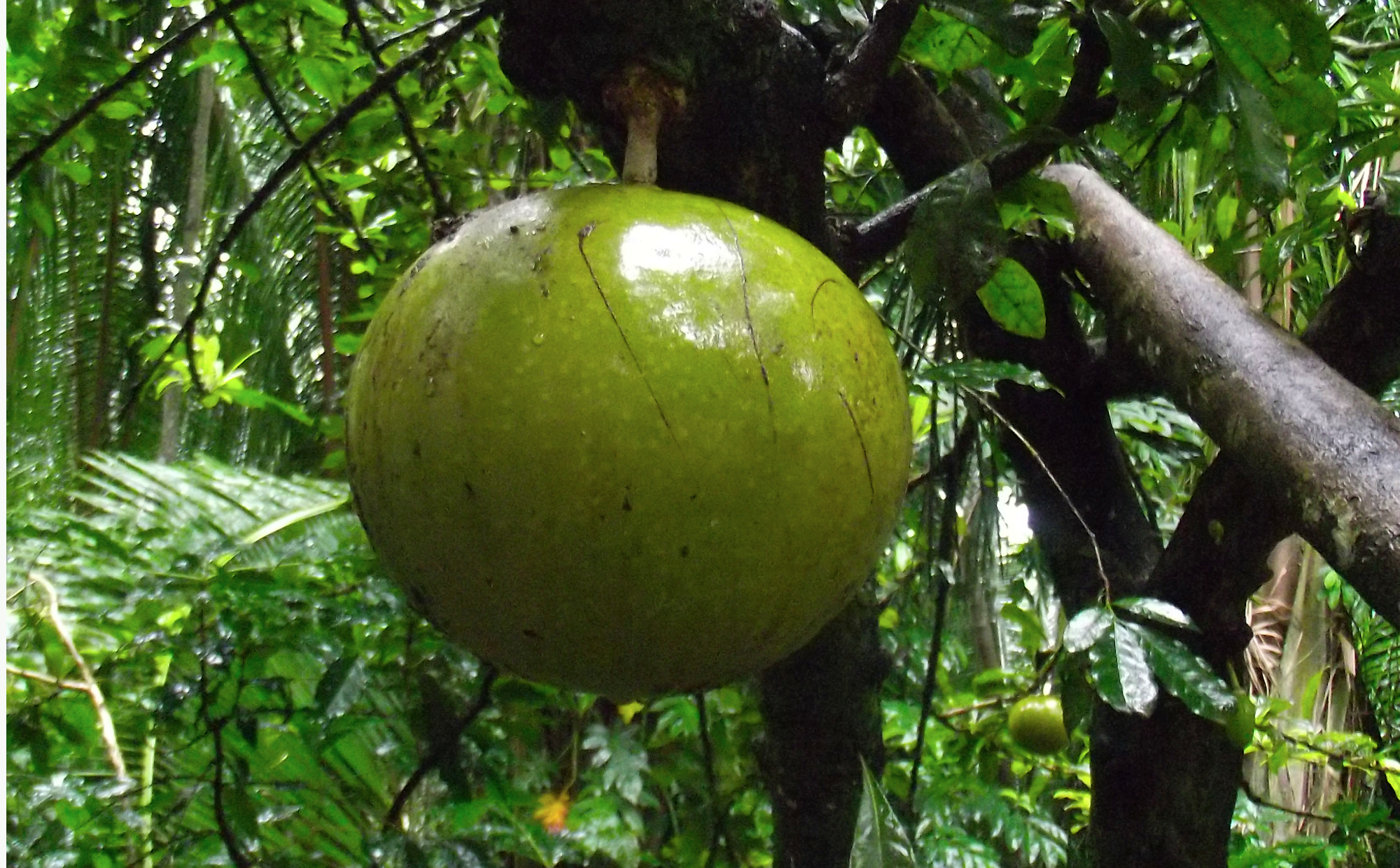 Arbol