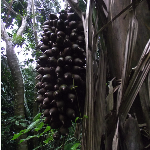 Corozo 