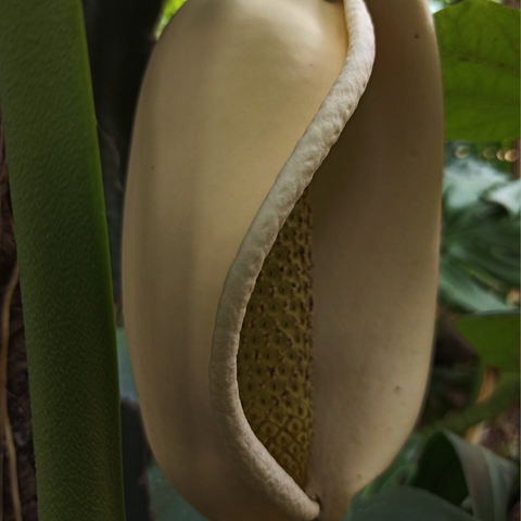 Piña anona